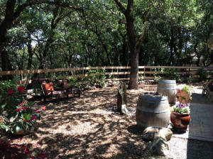 backyard.JPG