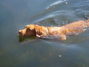 dogswimmingjpeg.jpg
