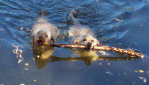 dogswithstick.jpg