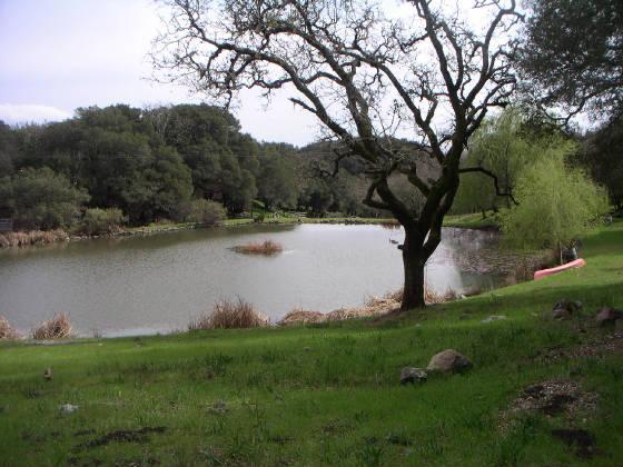 pond.jpg