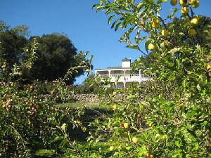 resizeorchard.jpg